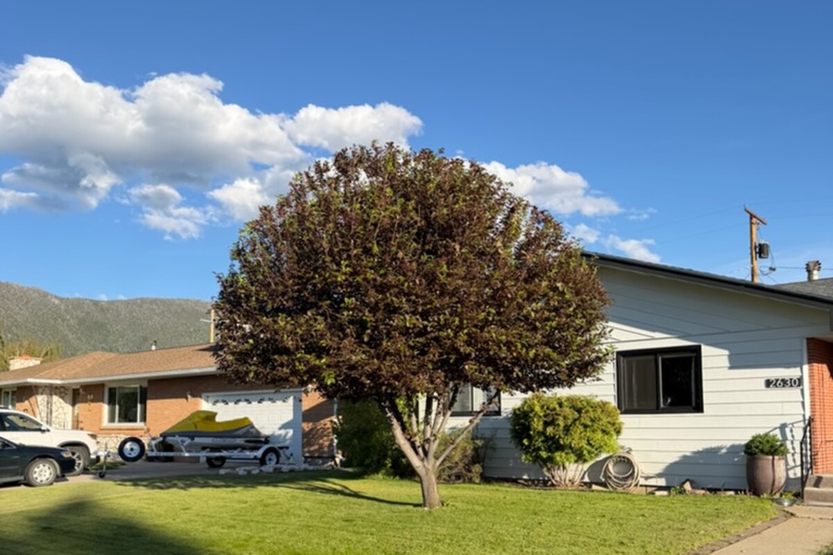 The same tree neatly shaped and thinned after a professional crown reduction